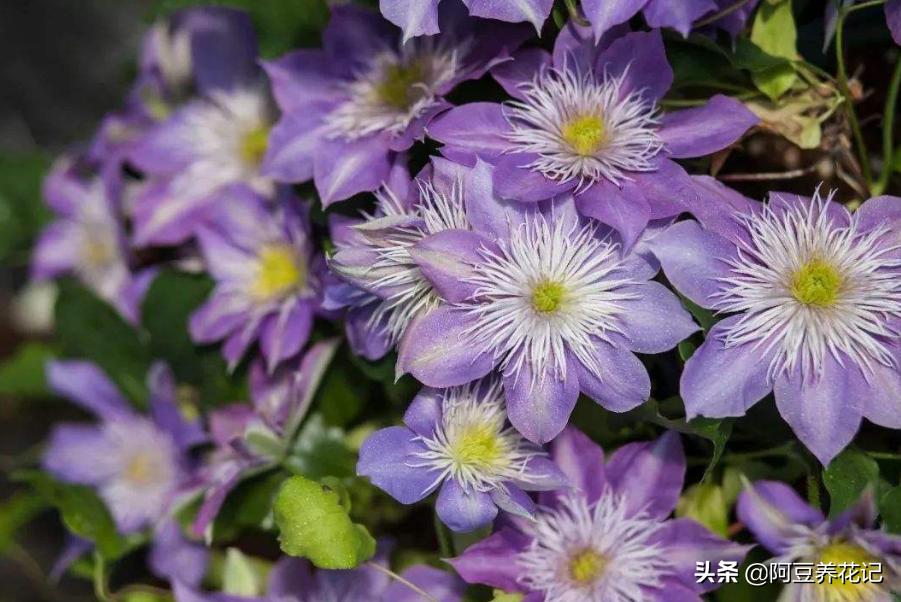 养花3年，把“魔法喷泉”养成“活瀑布”，养护过程4点别忽视