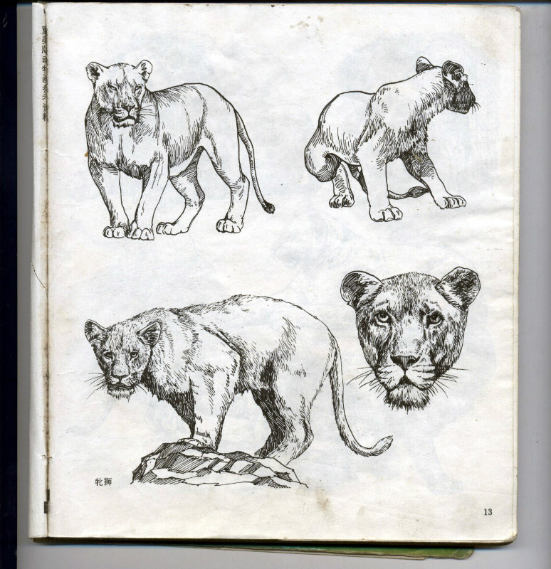 一百幅动物素描,近百幅动物画
