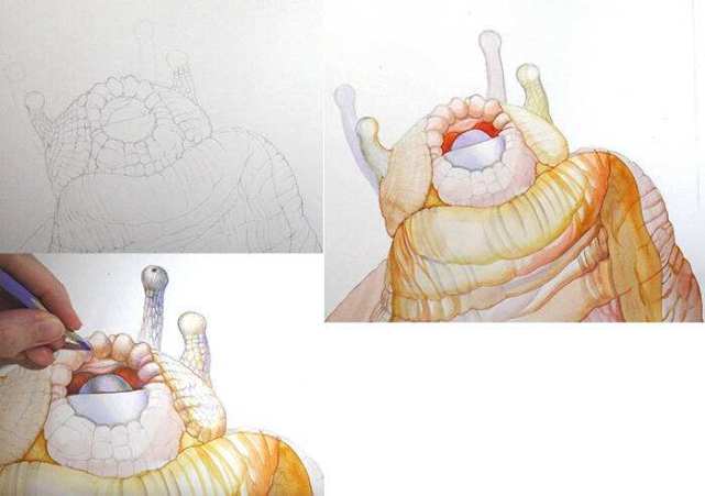 地球上有史以来最大的软体动物,软体动物有哪些常见的