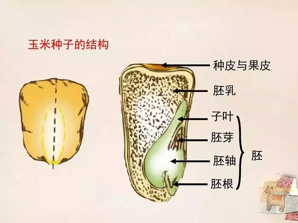 植物行测常识汇总,公考生物常识笔记大全