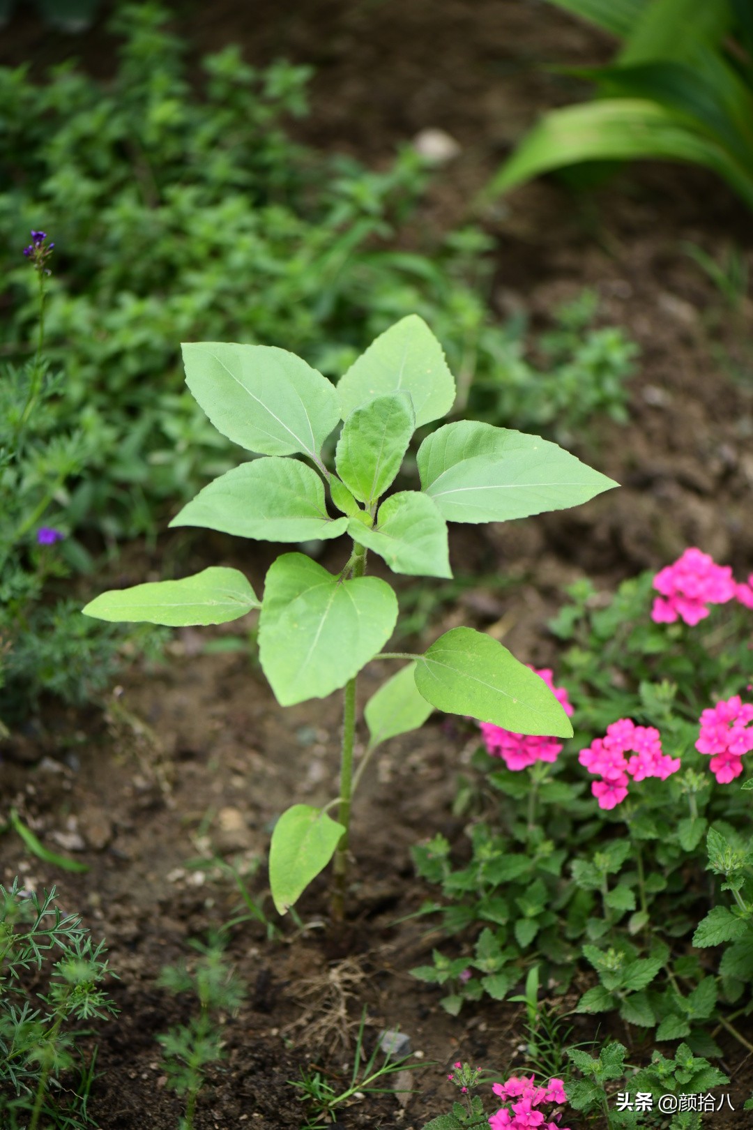 这个夏天我在花园里种向日葵|园丁