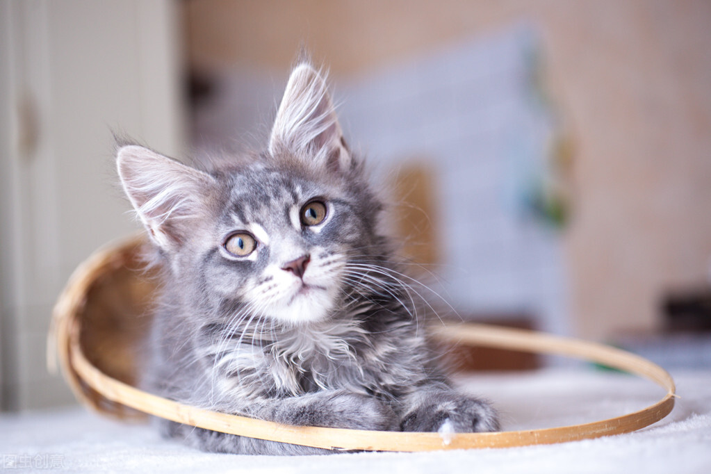 脸上长了猫癣的疤怎么办,脸上长猫癣症状