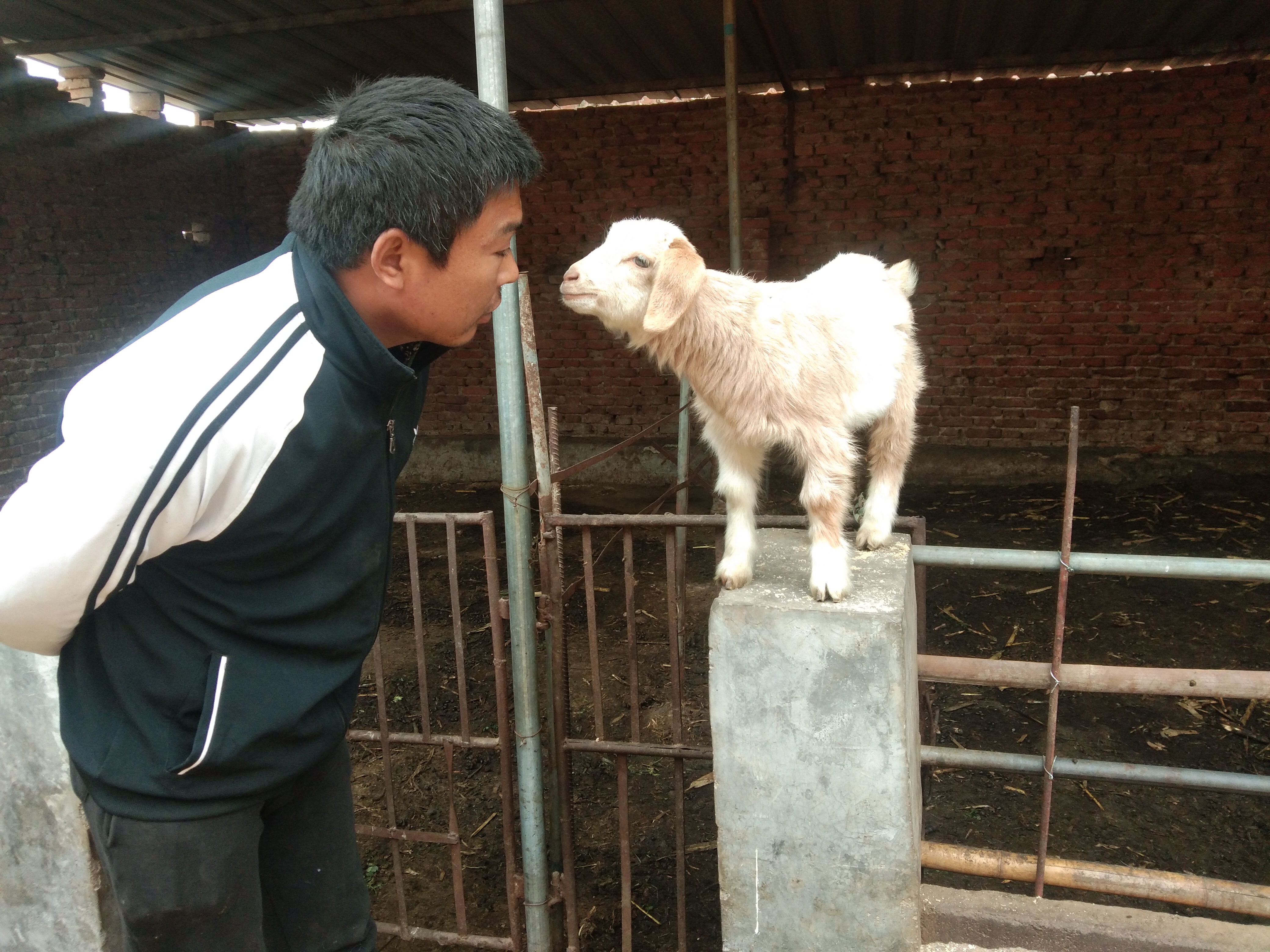 养羊人都要做的事,养羊人的最好方法