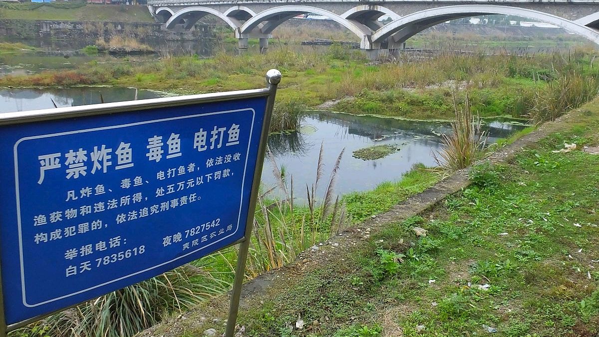 电鱼从什么时候禁止了,电鱼为什么是违法的