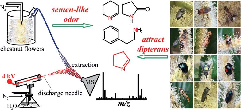 为什么不反感石楠花的味道,石楠花为什么是生命的味道