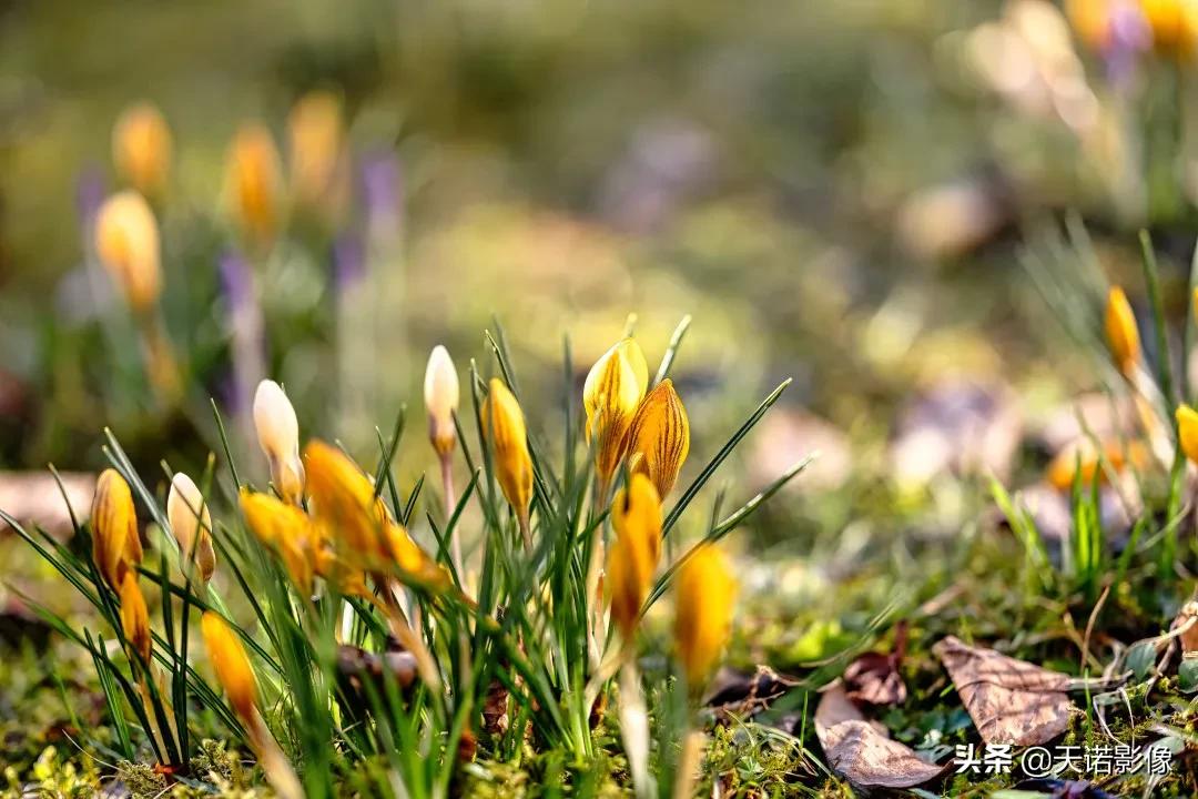 徕卡sl2摄影怎么样,徕卡sl2-s深度视频欣赏