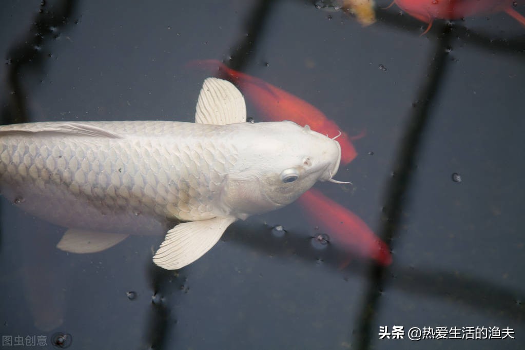 锦鲤体表有血丝是细菌性感染吗,锦鲤烂尾有血丝怎么办