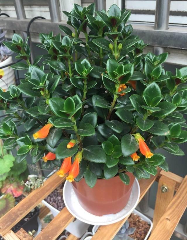 金鱼吊兰开花什么样子图片,金鱼吊兰开花的样子图片