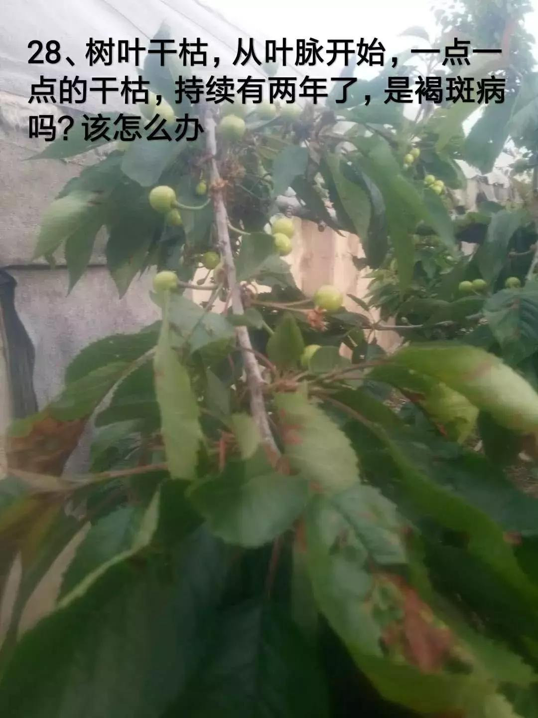 今年栽的樱桃树苗受涝怎么办,樱桃树苗上爬蚂蚁怎么办