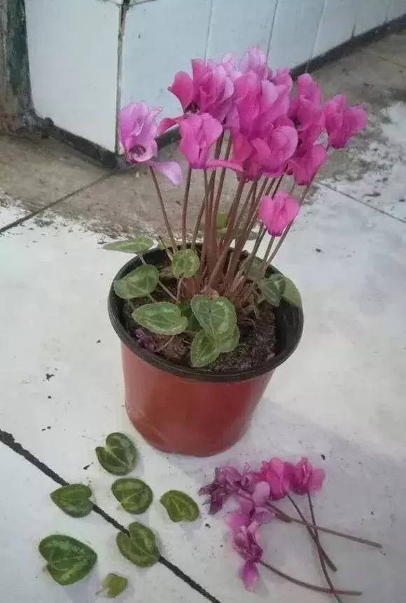 这6种花给点水就爆盆懒人必备,插枝最好养的四种花