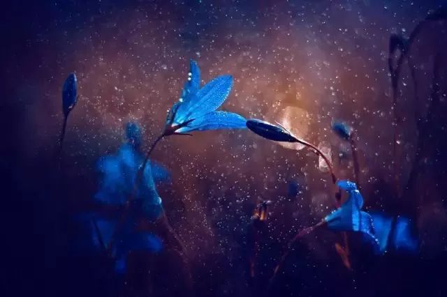 绝美花朵摄影佳作,波兰花朵摄影作品欣赏