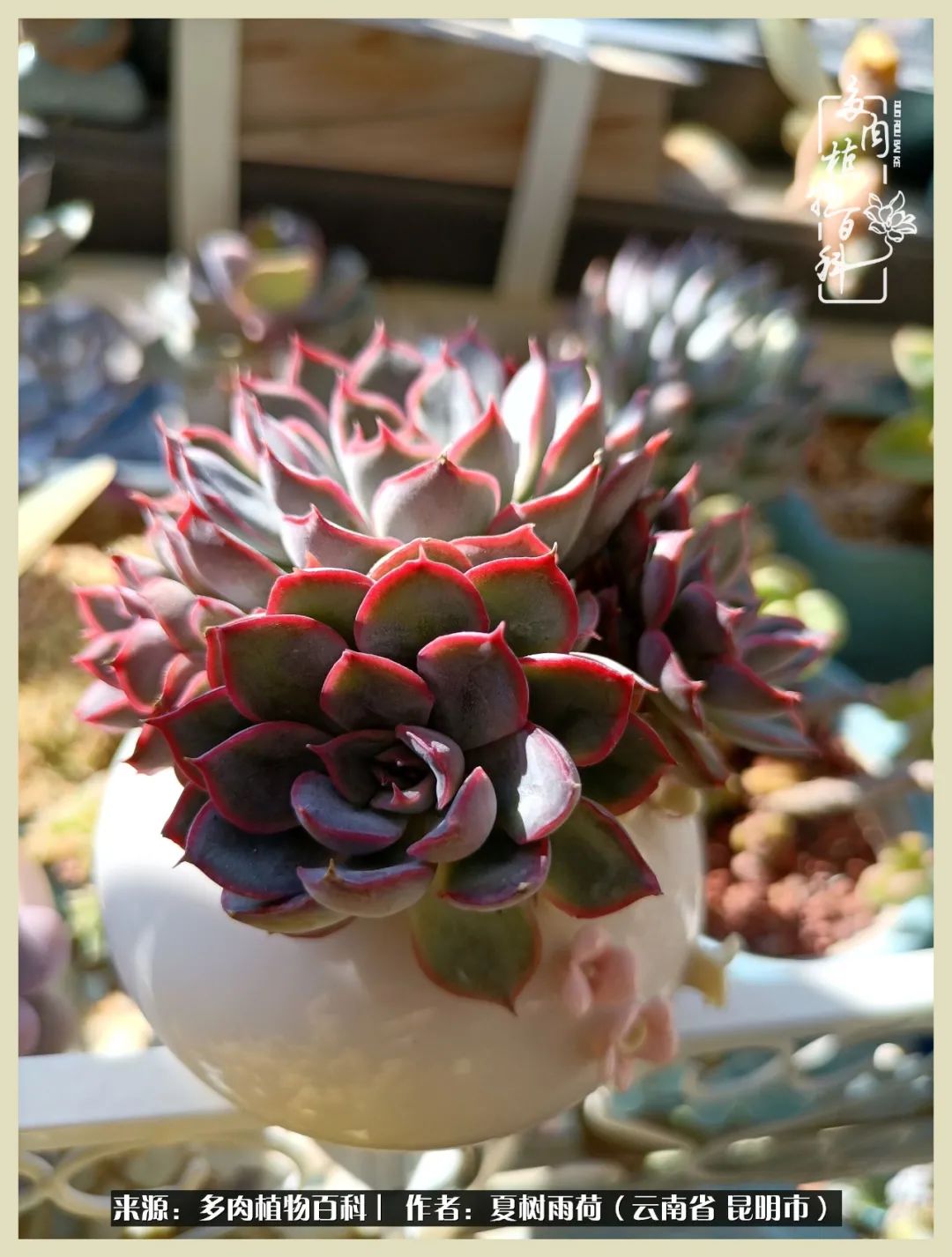 自从养了多肉有了窗台想要个阳台,养多肉10年多