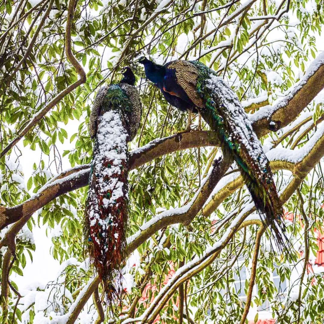 一个安徽爷爷，花1万块种出5000㎡私家花园，被评为中国最美