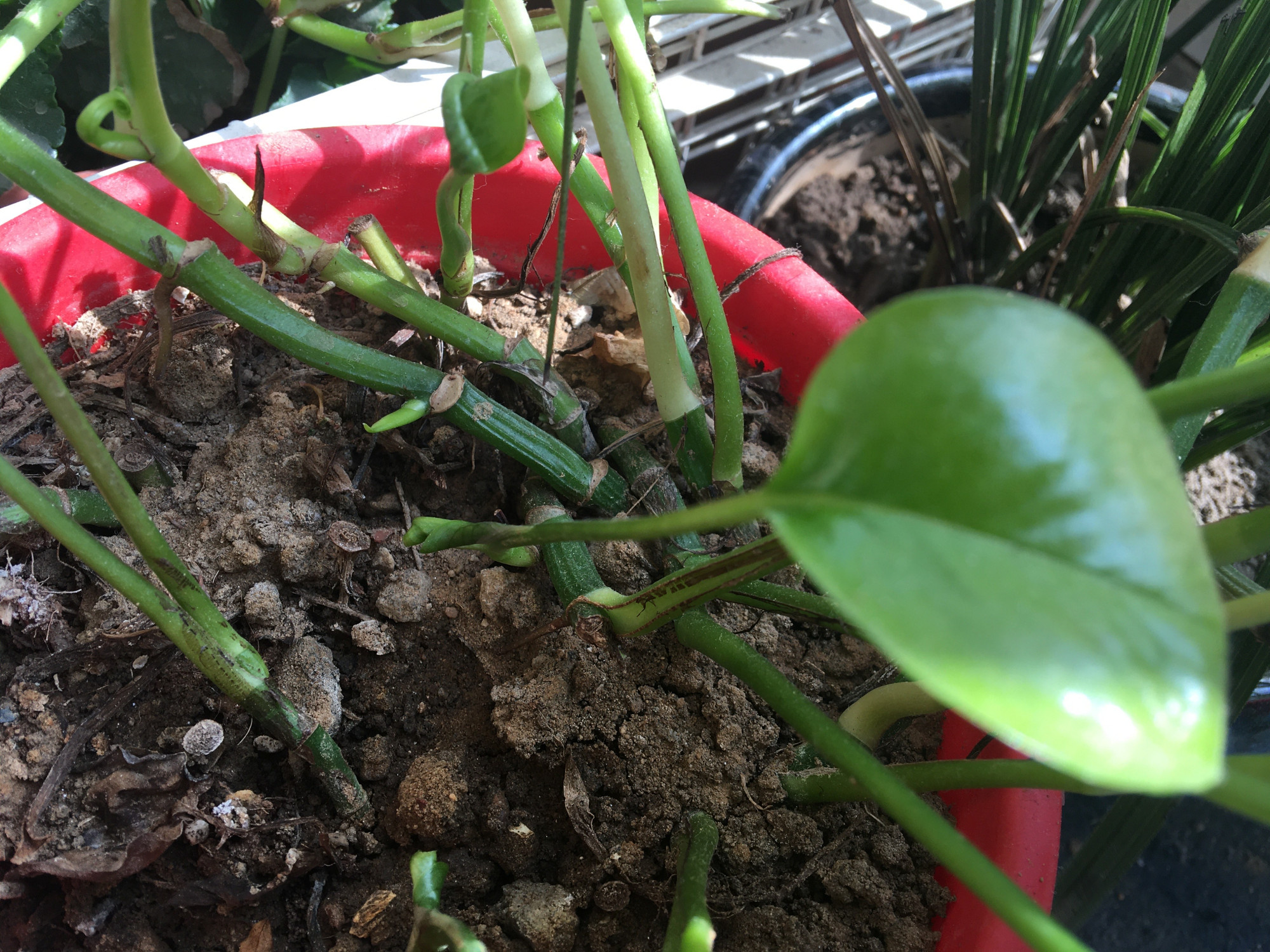 绿萝突然变黑,绿萝冬季注意这6点告别黄叶烂根