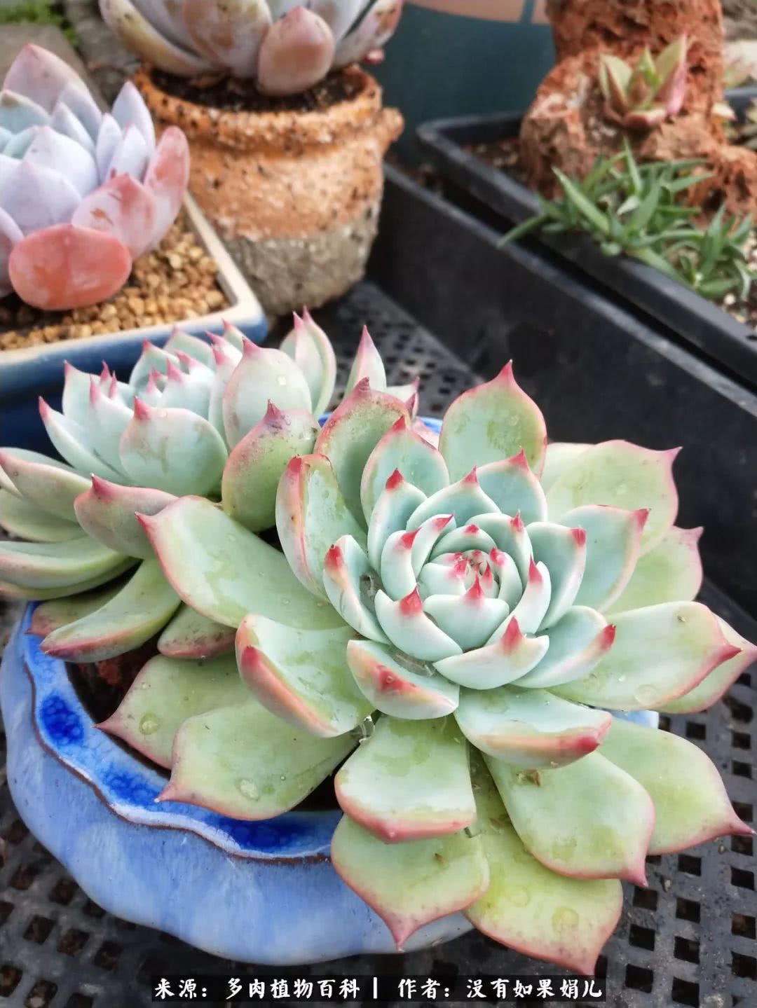 明人不说暗话，我为多肉而来！