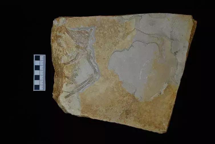 始祖鸟最新发现,幽灵始祖鸟