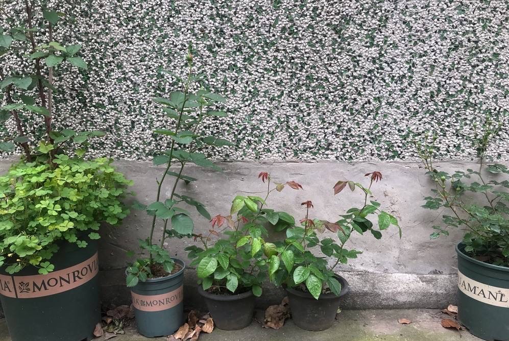 月季苗怎么养壮？记住“2点”，一年长成大盆栽，开花数量多10倍