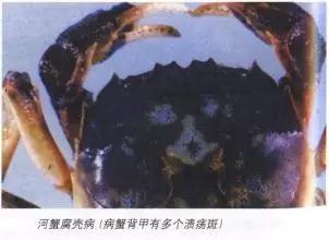 河蟹杀过纤毛虫多久能换水,河蟹纤毛虫可以用硫醚沙星吗