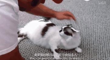 猫咪精力太旺盛还咬人怎么办,猫咪最近脾气暴躁咬人怎么办