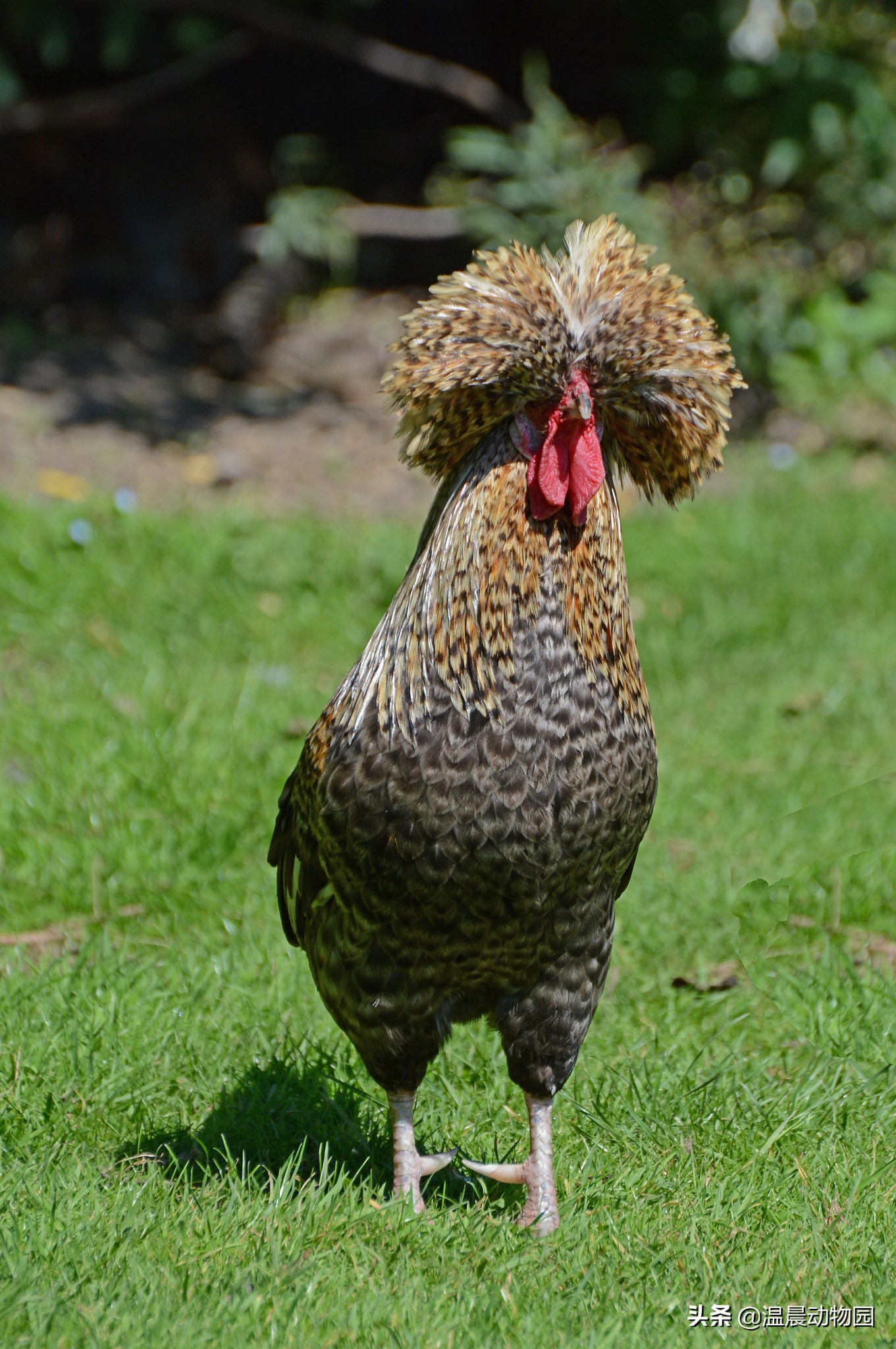 大部分人都喜欢吃鸡，但是鸡被人类驯化后还选育出了这些观赏品种