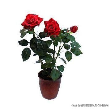 小植物该怎么养才好养活,养花新手都养不死的植物