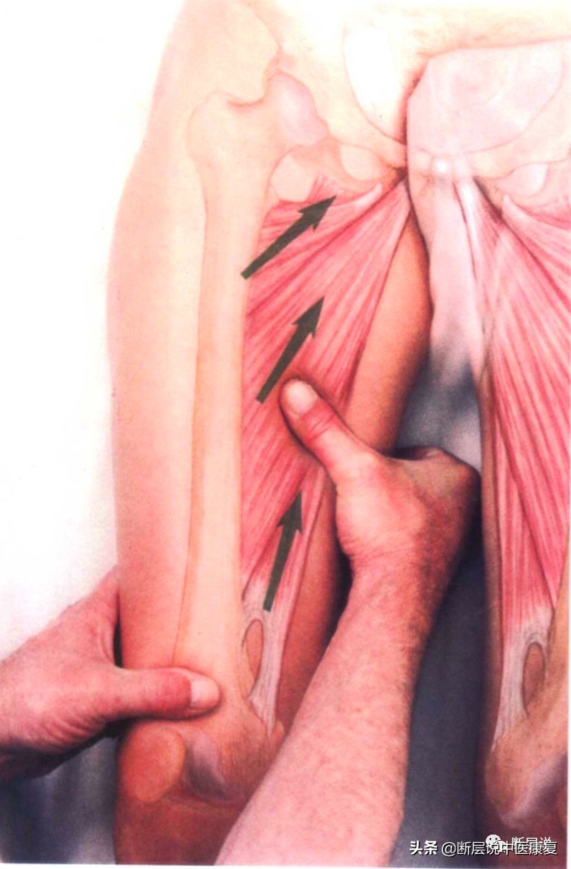 女性盆底健康问题,针刺要扎三阴交,手法要选内收肌
