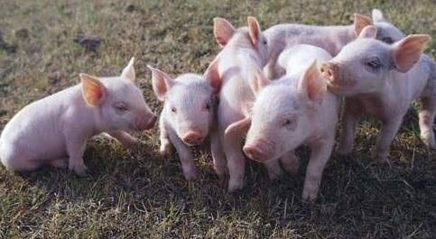 仔猪跳舞是什么原因引起的,猪为什么会跳舞