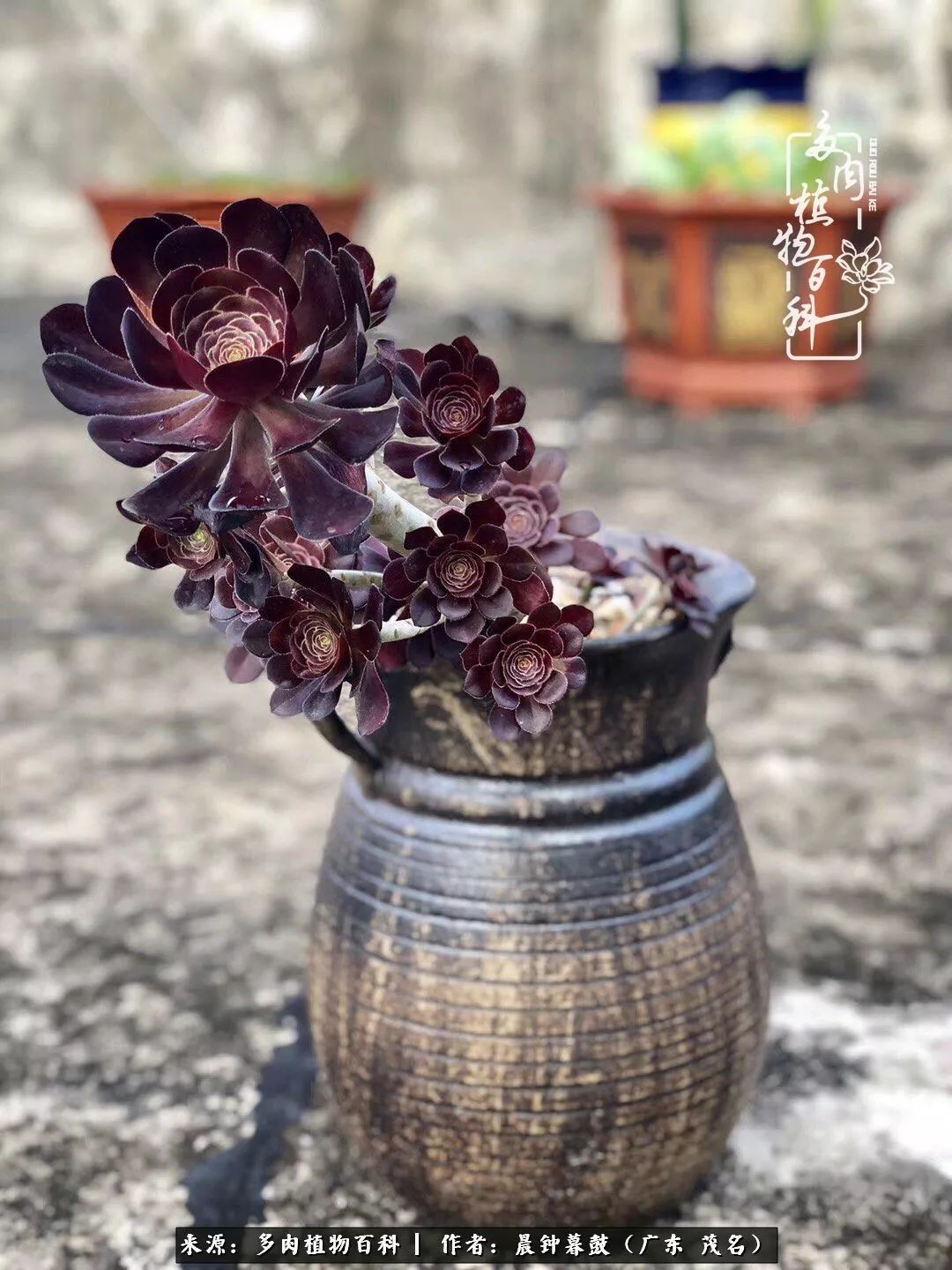 轻轻地告诉你,我的多肉也曾美过,不信你看看