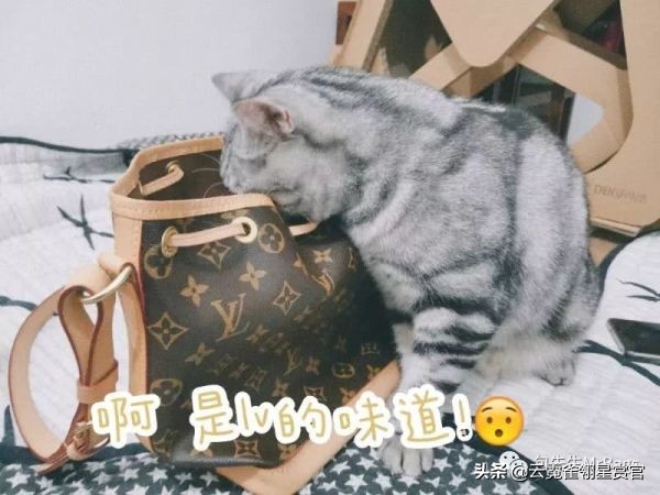 好看又大的宠物包,超好看的宠物包