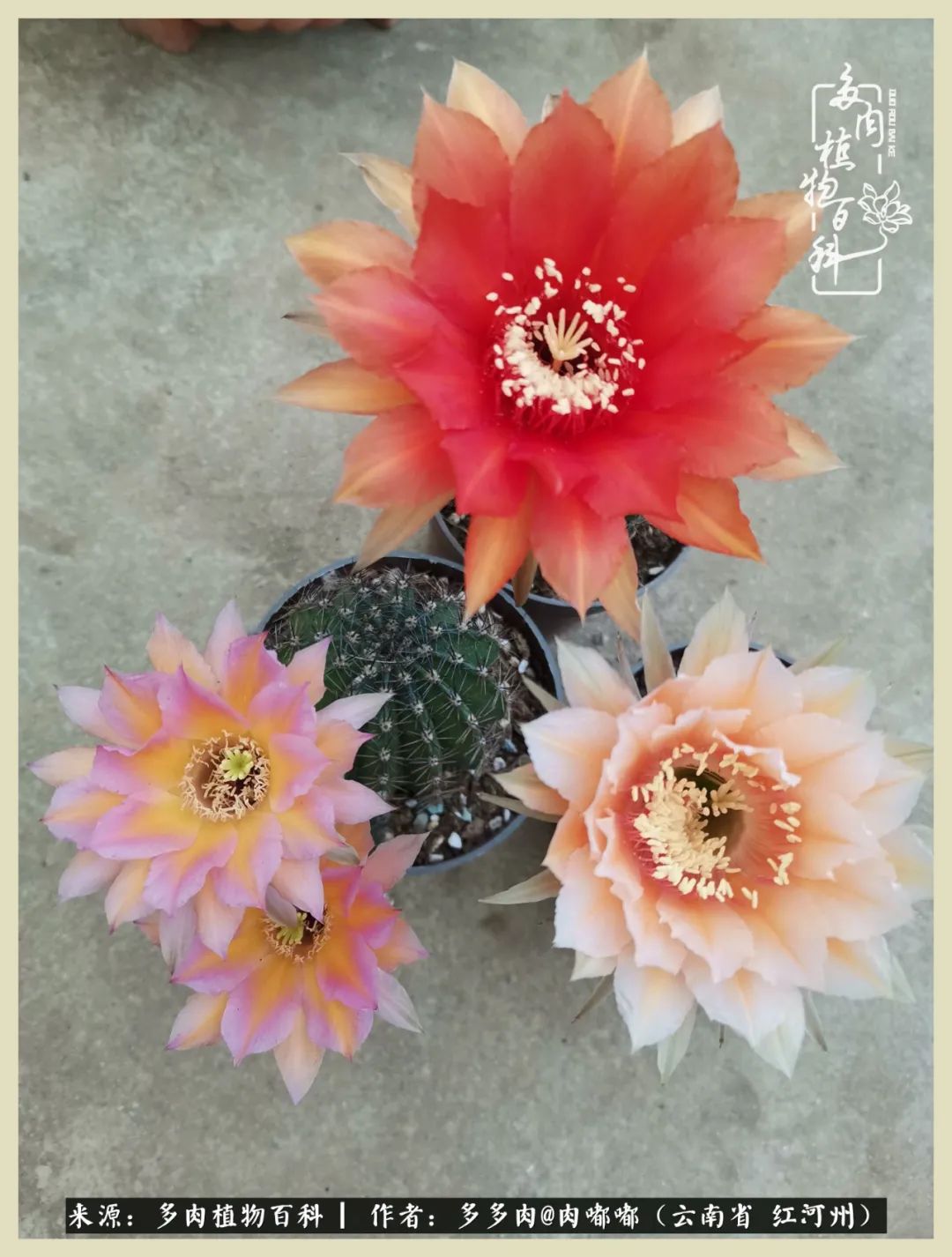 这个春天我们一起去赏花,这个季节我们一起去看花