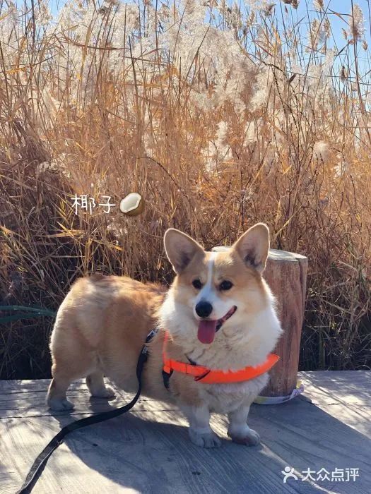 北京哪些公园可以带狗进入游玩,北京适合带宠物玩的地方推荐