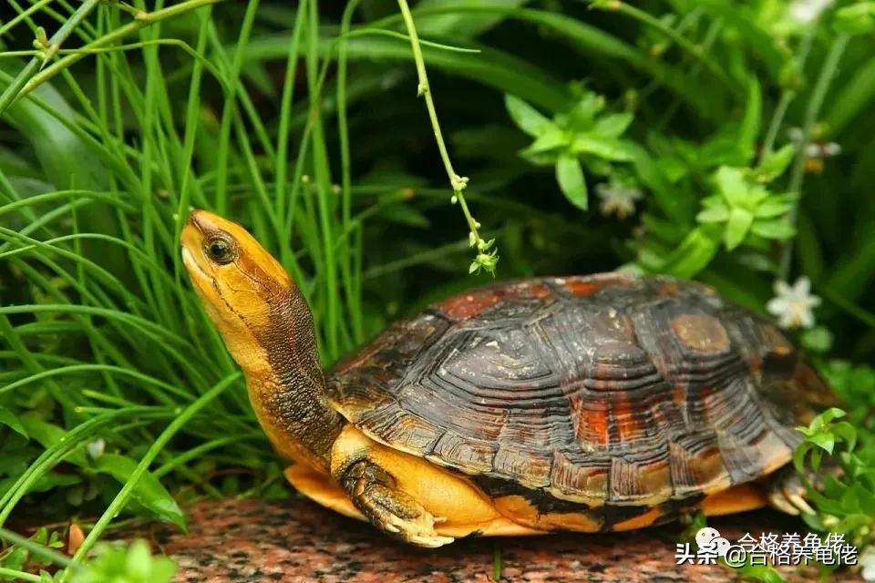 草龟为啥是国龟,体型小的国龟