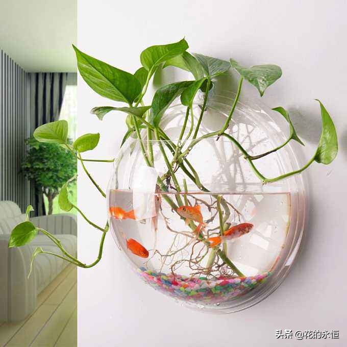 大绿萝土培改水培,水培改土培绿萝养殖方法