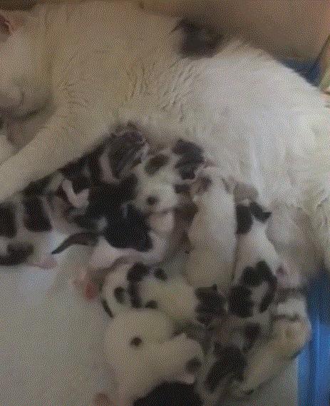 公猫可以有多个乳房吗,公猫也长乳房吗