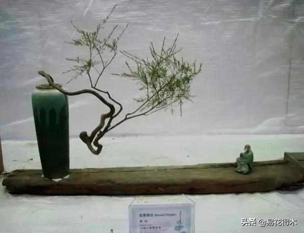 岗松盆景移栽,岗松盆景风景