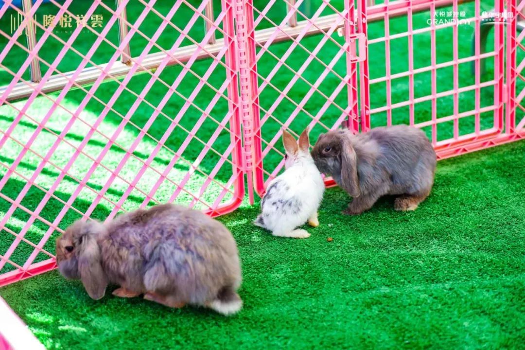 盛京集萃，非凡悦绽！大悦艺术生活馆璀璨绽放，悦动盛京南