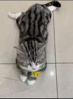 矮脚猫应激后腿无力怎么办,矮脚猫后腿多久能站起来