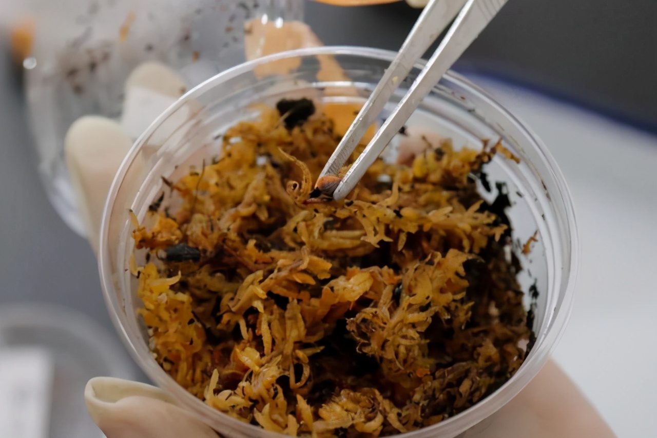 7月1日，海关通报截获29只寄往北京的活体盖罩大蜗牛！危害有多大