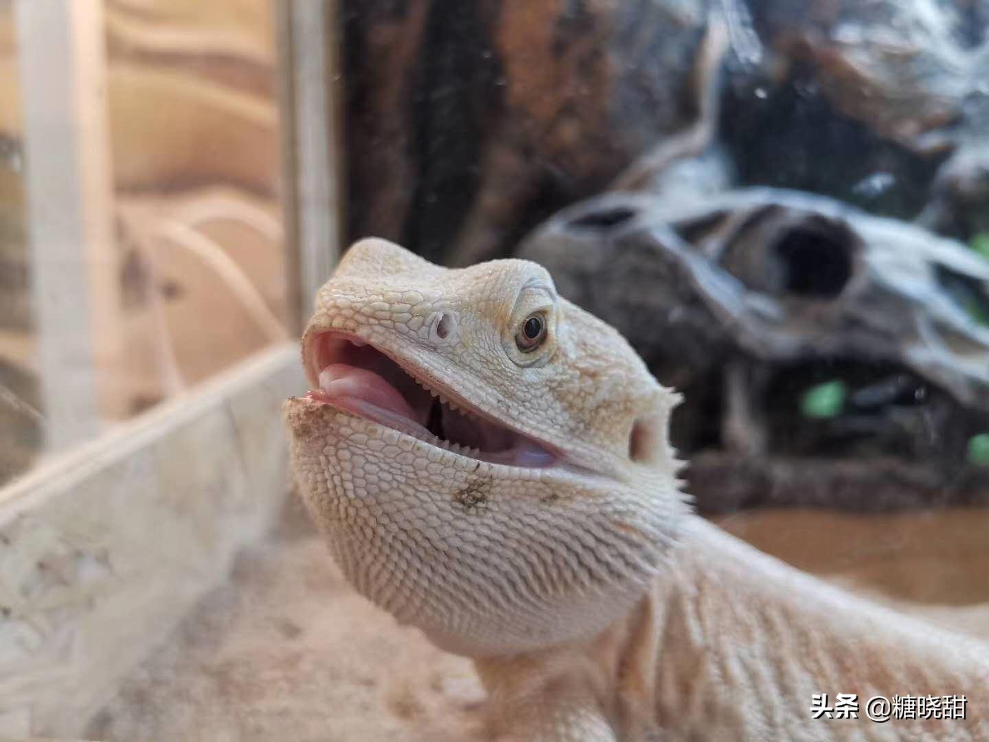 龙猫土拨鼠蜜袋鼯,龙猫真是太可爱了心都要被萌化了