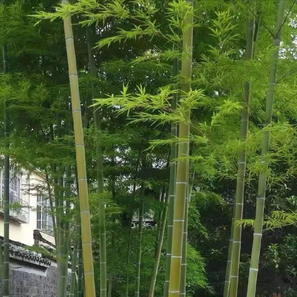 词醇烹荟萃，韵雅宴婵娟众诗友贺读《幽岫春苔》诗词专辑三