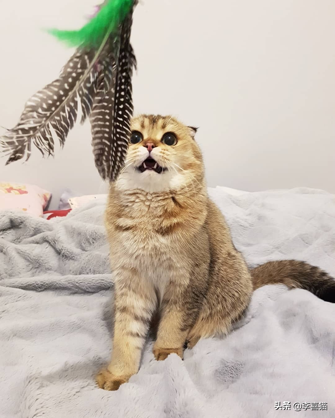 为什么猫咪长大就不亲人了,猫咪求救信号铲屎官一定要注意