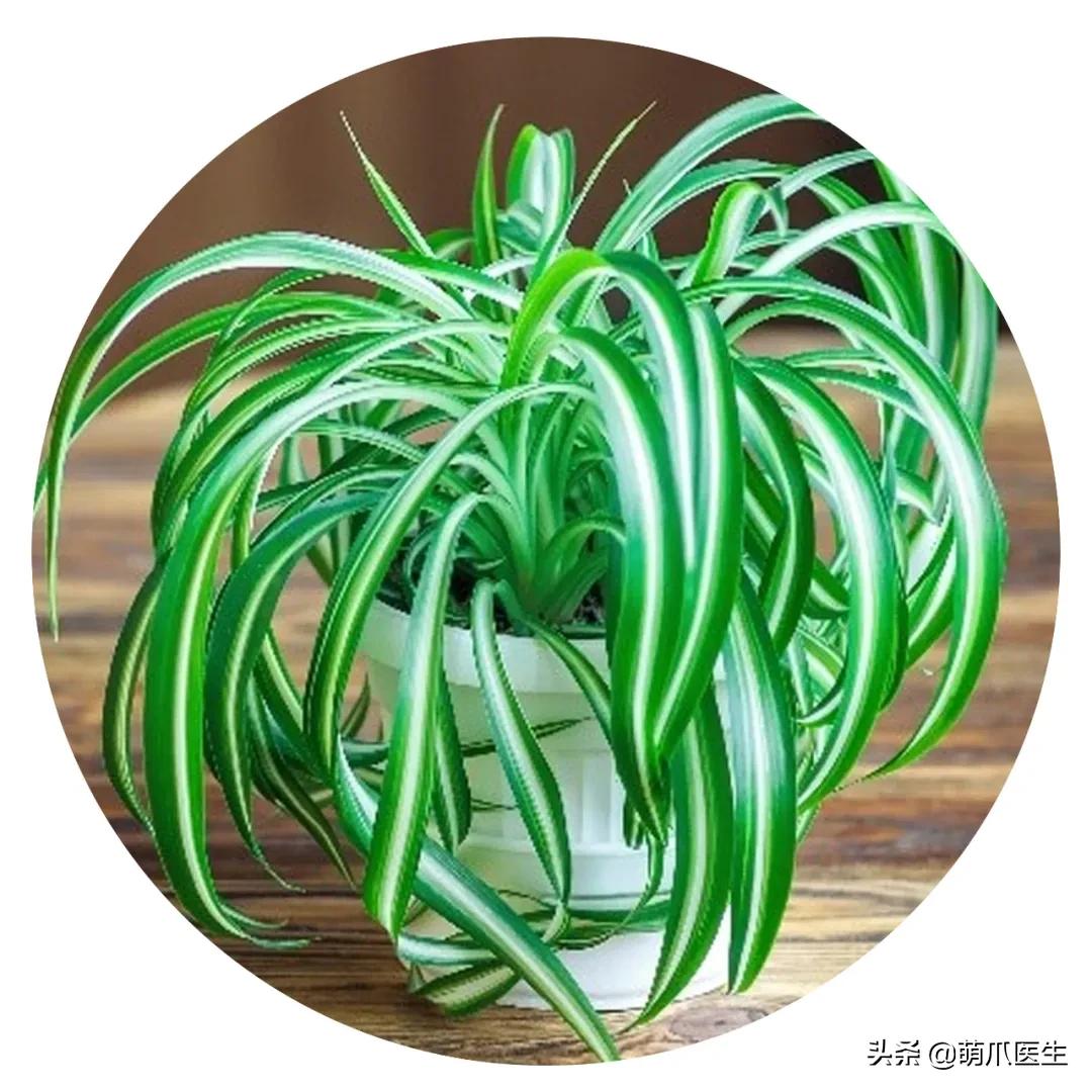 养猫能养啥花草,养了猫还可以养兔子吗