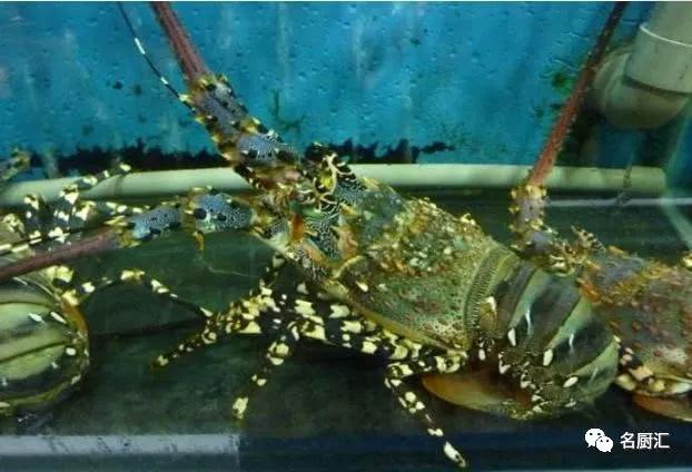 世界顶级海鲜你认识几种类型,世界顶级海鲜