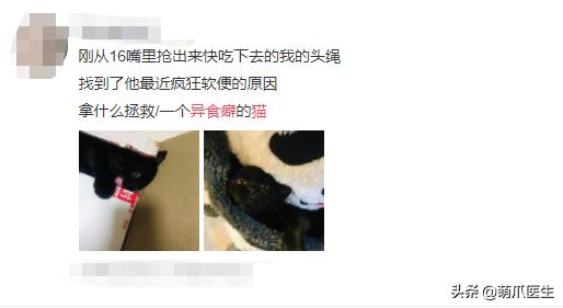 猫乱吃的食物太多样化,猫乱吃东西会吐吗