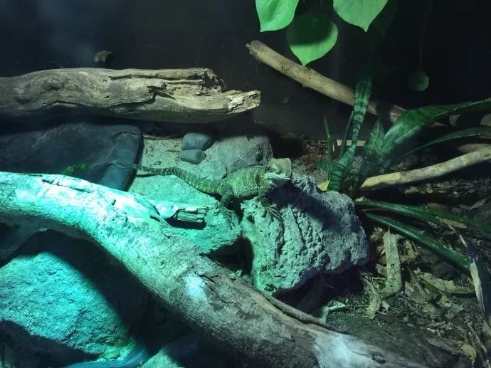 难忘的新西兰之行,在新西兰难忘的日子