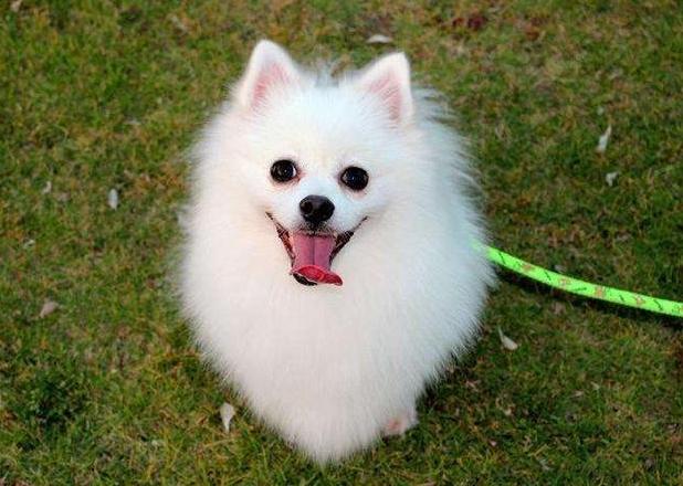 喜欢咬人的狗是什么品种,喜欢咬人的狗有哪些