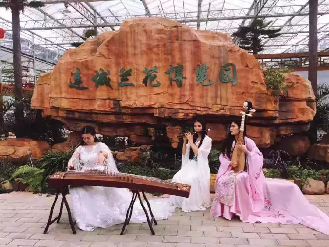 精品寒兰展,福建连城寒兰节