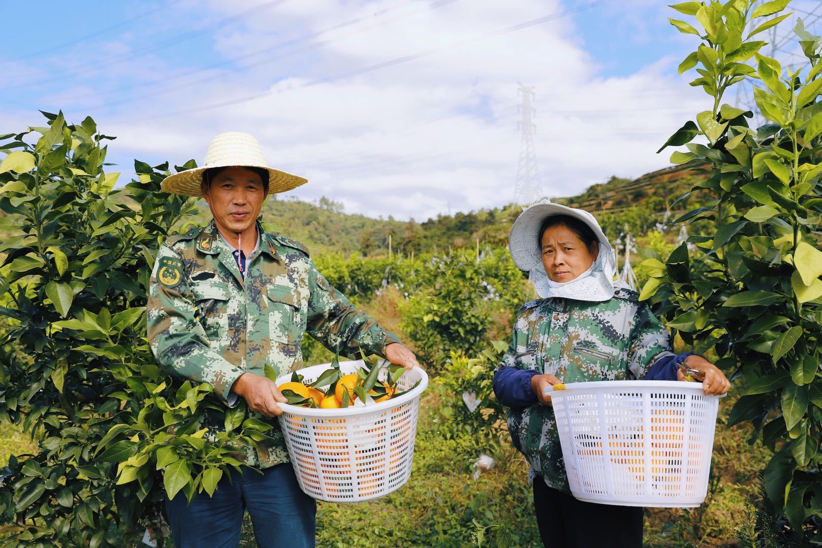 连江长龙美人橙,连江长龙红美人柑橘