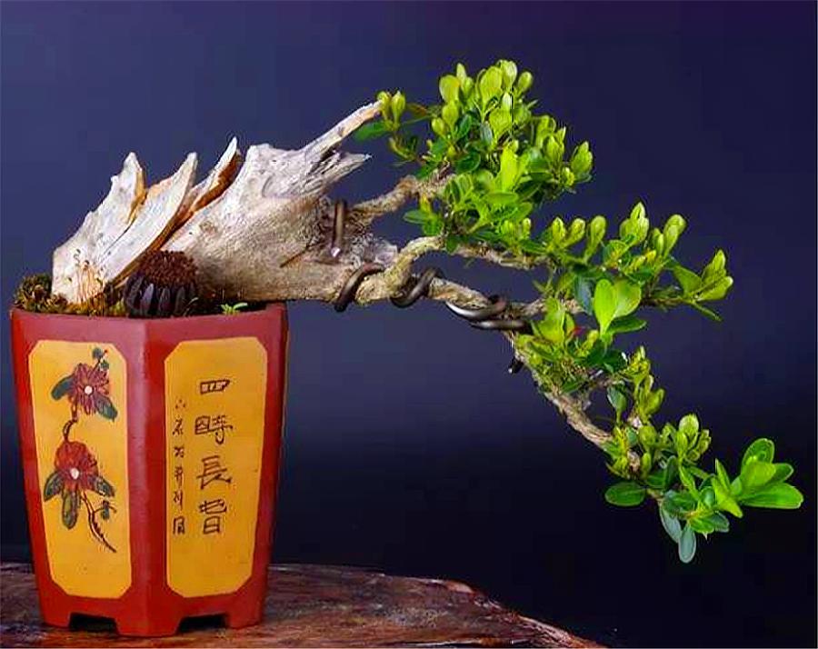 黄杨出现烂根后停止浇水会恢复吗,黄杨盆景如何提根增粗