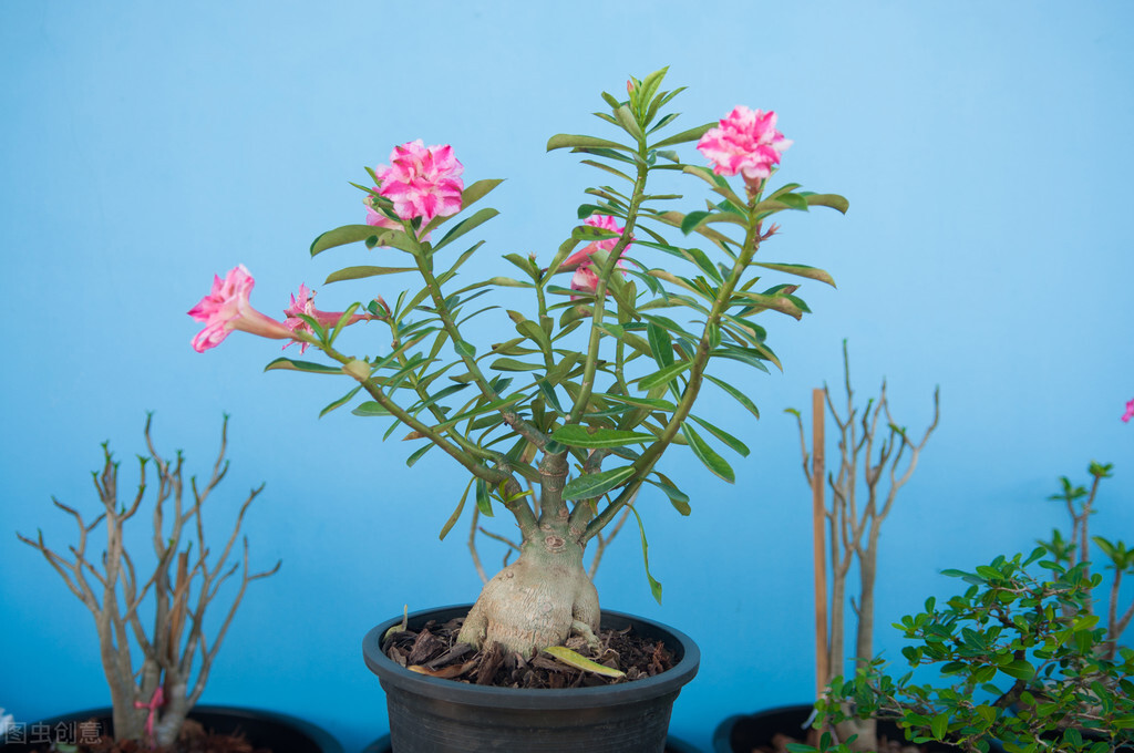 去花市买花千万别买这4种花,秋季花市卖得好的5种花